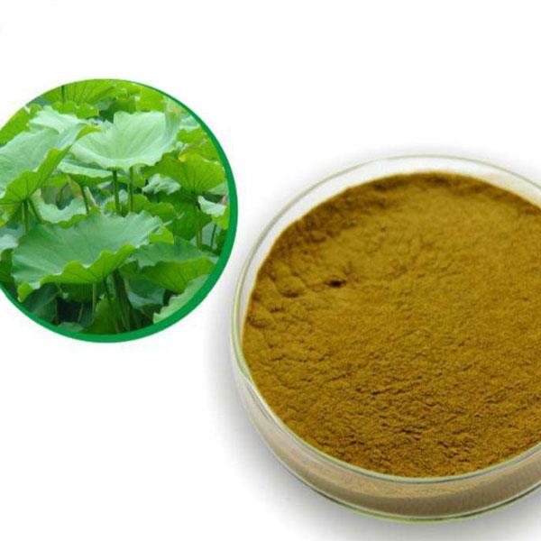 Lotus Leaf Extract Suppliers & Manufacturers & Seller